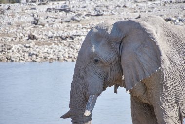 African Elephant drinking at the Okaukuejo water hole in Etosha Namibia