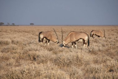 Antilop Gemsbok Etosha Ulusal Parkı Namibya ovalarında otluyor