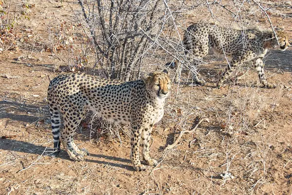 Cheetah Vastgehouden Een Schuilplaats Namibië — Stockfoto