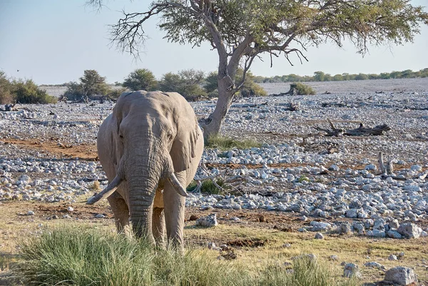 African Elephant Drinking Okaukuejo Water Hole Etosha Namibia — Stock Fotó