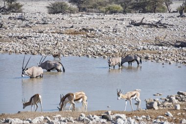 Etosha Namibya 'daki Okaukuejo su kuyusunda Fil, Orxy, Springbok ve Zebra gibi Afrika hayvanları.
