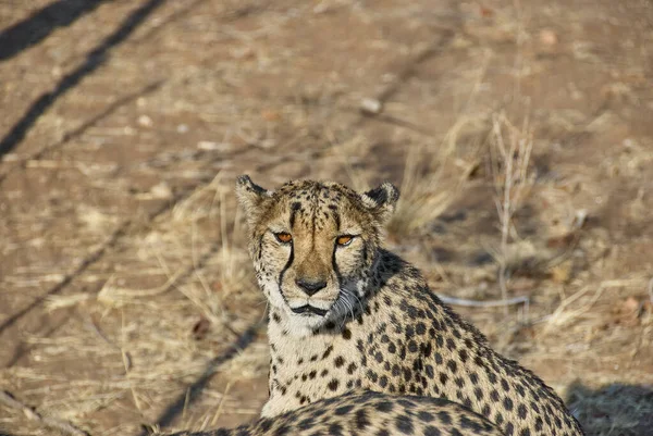 Cheetah Kept Refuge Namibia — Stock Photo, Image