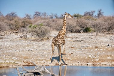 Giraffe drinking at a water hole in Etosha National Park Namibia