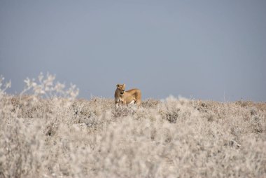 Lonely female lioness in the plains of Etosha National Park Namibia