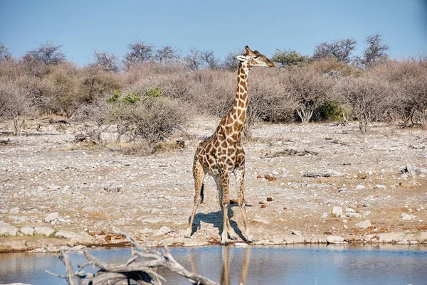 Giraffe Drinking Water Hole Etosha National Park Namibia — Stock fotografie