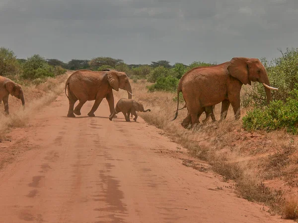 Elefante Africano Arena Roja Del Parque Nacional Tsavo Este Kenia — Foto de Stock