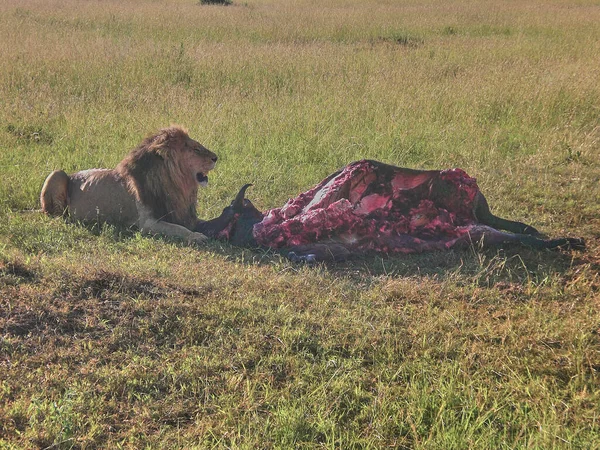 Afrikanischer Löwe Mit Schöner Mähne Tötete Afrikanischen Büffel Der Masai — Stockfoto