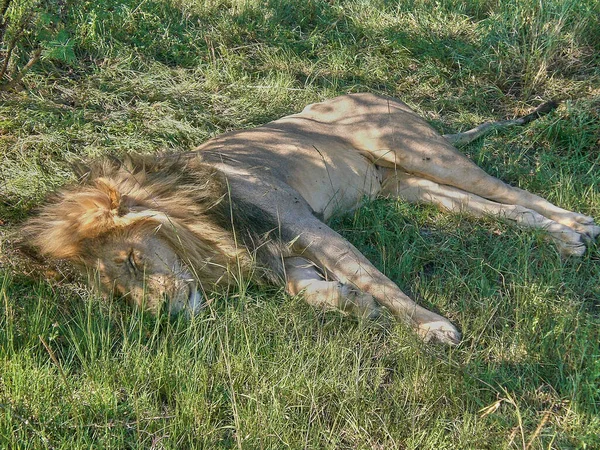 Lion Mâle Dormant Sous Buisson Dans Parc National Tsavo East — Photo