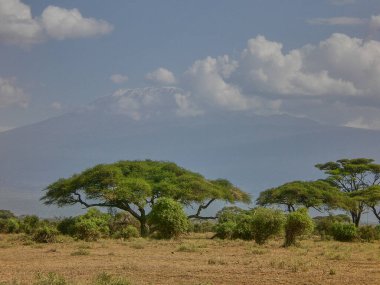 Kenya 'daki Amboseli Milli Parkı' nın zirvesinde bulutlarla kaplı Kilimanjaro Dağı manzarası