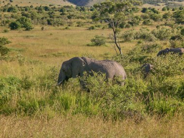 Masai Mara Kenya 'nın çimlerindeki Afrika fili