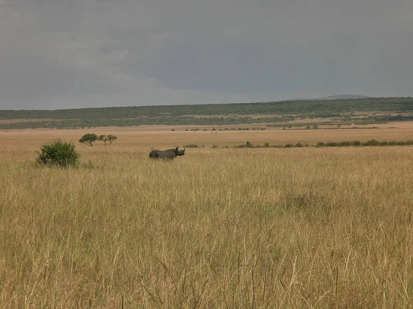 Czarny Nosorożec Stojący Trawiastych Ziemiach Masai Mara Kenia — Zdjęcie stockowe