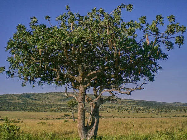 Drzewo Baobab Adansonia Digitata Kiełbasą Stojącą Trawiastych Ziemiach Masai Mara — Zdjęcie stockowe