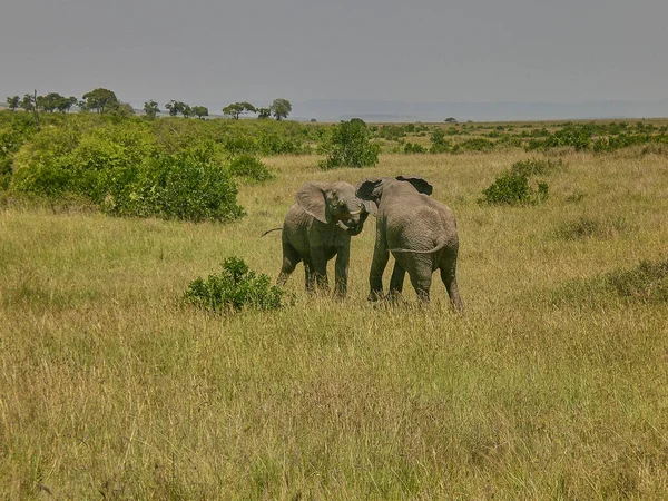Elefante Africano Las Tierras Hierba Del Masai Mara Kenya — Foto de Stock