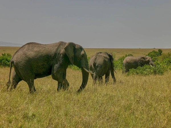 非洲象在Masai Mara Kenya的草地上 — 图库照片