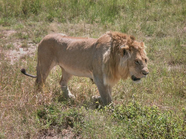 Leão Africano Macho Com Juba Bonita Caminhando Pelas Terras Grama — Fotografia de Stock