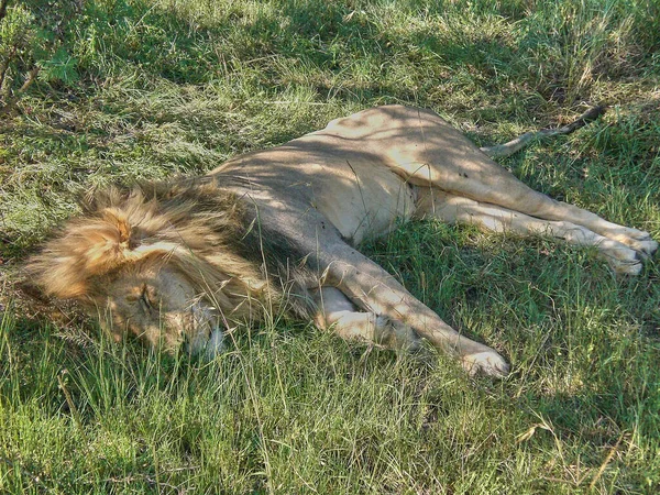 Samiec Lew Śpiący Pod Krzakiem Wschodnim Parku Narodowym Tsavo Kenia — Zdjęcie stockowe