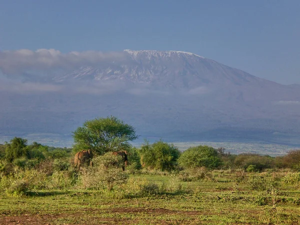 Blick Auf Den Kilimandscharo Mit Wolkendecke Auf Seinem Gipfel Vom — Stockfoto