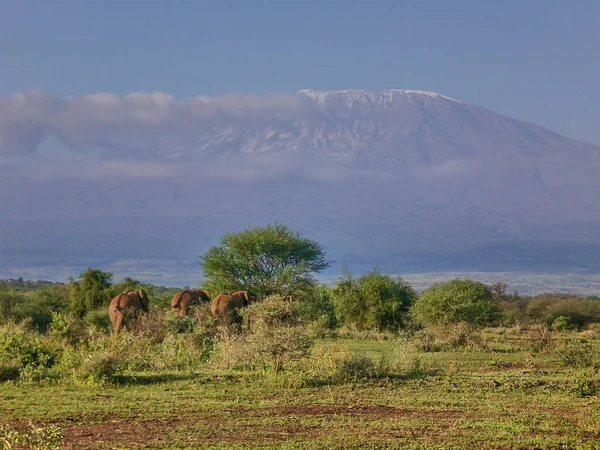 Widok Górę Kilimandżaro Pokrywą Chmur Szczycie Parku Narodowego Amboseli Kenia — Zdjęcie stockowe