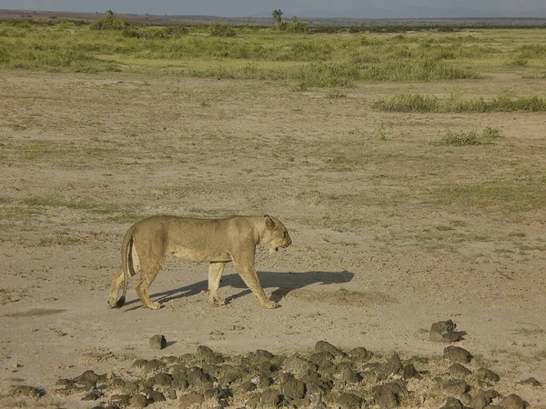 Lionne Solitaire Marchant Travers Savane Dans Parc National Amboseli Kenya — Photo