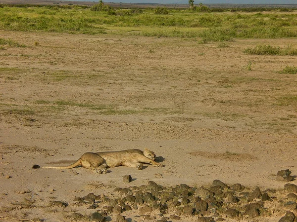 Einsame Löwin Liegt Auf Dem Boden Amboseli Nationalpark Kenia — Stockfoto