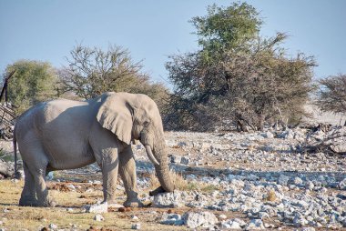 African Elephant drinking at the Okaukuejo water hole in Etosha Namibia