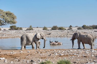 African Elephant drinking at the Okaukuejo water hole in Etosha Namibia