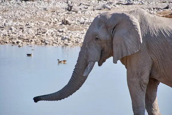 stock image African Elephant drinking at the Okaukuejo water hole in Etosha Namibia