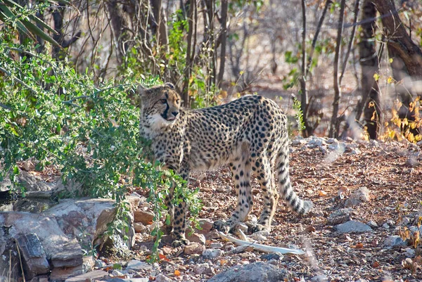 Cheetah Tenuto Rifugio Namibia — Foto Stock