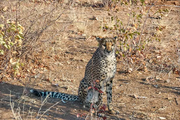 Cheetah Vastgehouden Een Schuilplaats Namibië — Stockfoto