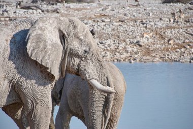 African Elephant drinking at the Okaukuejo water hole in Etosha Namibia