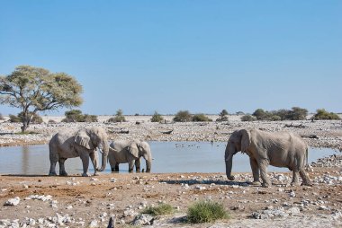 African Elephant drinking at the Okaukuejo water hole in Etosha Namibia