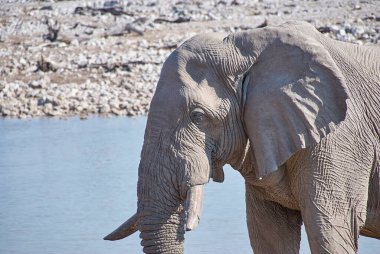 African Elephant drinking at the Okaukuejo water hole in Etosha Namibia