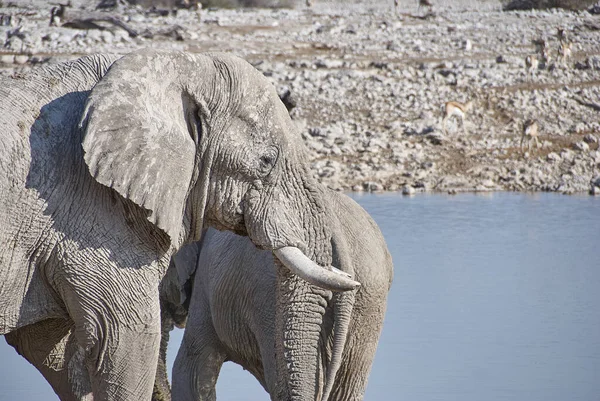 African Elephant drinking at the Okaukuejo water hole in Etosha Namibia