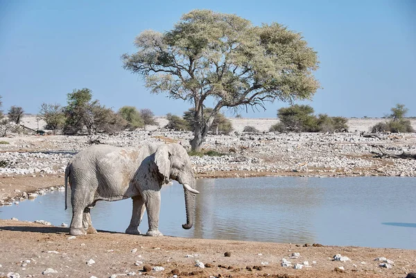 African Elephant Drinking Okaukuejo Water Hole Etosha Namibia — Stock Fotó