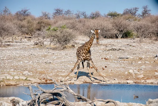 Giraffe Drinking Water Hole Etosha National Park Namibia — Fotografia de Stock