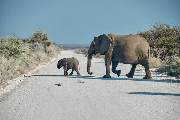 Afrikansk Elefantfamilj Loxodonta Africana Korsar Grusväg Etosha Nationalpark Namibia — Stockfoto