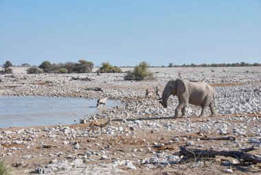 Etosha Namibya 'daki Okaukuejo su kuyusunda su içen Afrika fili sürüsü.