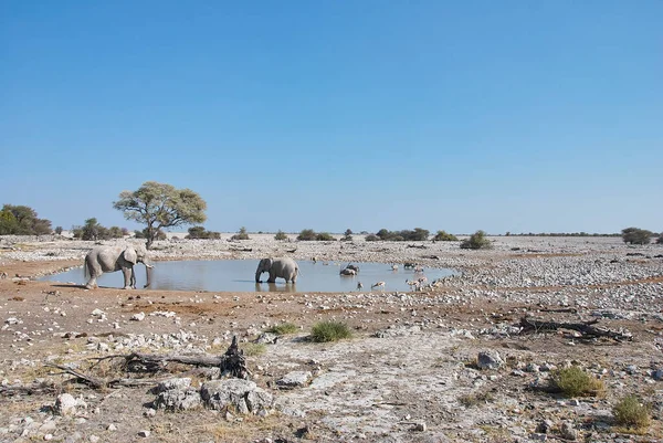 Стадо Африканських Слонів Водах Окаукуехо Етоша Намібії — стокове фото