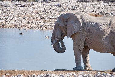 African Elephant drinking at the Okaukuejo water hole in Etosha Namibia