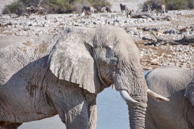 African Elephant drinking at the Okaukuejo water hole in Etosha Namibia