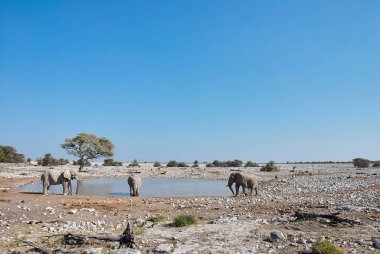 Etosha Namibya 'daki Okaukuejo su kuyusunda su içen Afrika fili sürüsü.