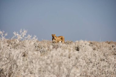 Lonely female lioness in the plains of Etosha National Park Namibia