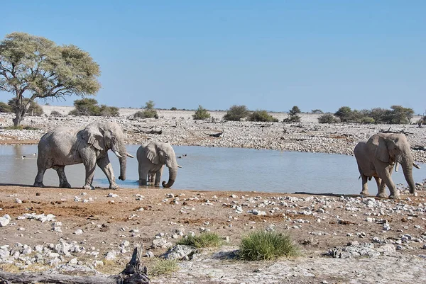Afrikai Elefántcsorda Ivott Okaukuejo Víznyelőben Etosha Namíbiában — Stock Fotó