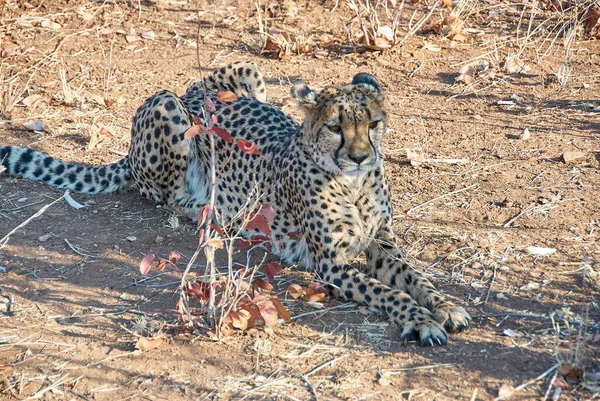 Cheetah被关押在纳米比亚的一个庇护所 — 图库照片