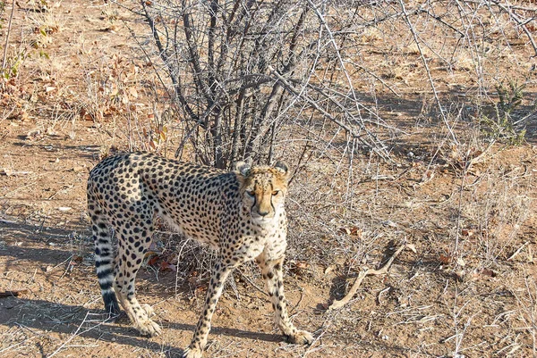 Cheetah被关押在纳米比亚的一个庇护所 — 图库照片
