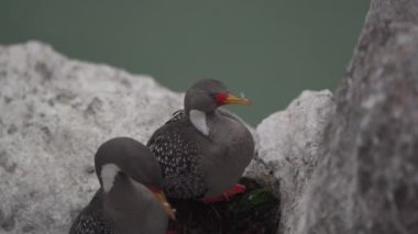 Phalacrocorax gaimardi, Arjantin 'in Patagonya' nın Atlantik kıyısındaki Puerto deseado kayalıklarında oturan mavi gözlü kırmızı bacaklı bir karabataktır.