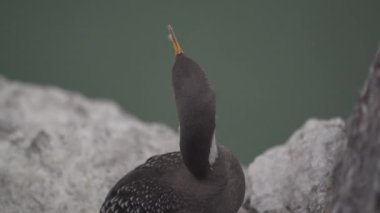 Phalacrocorax gaimardi, Arjantin 'in Patagonya' nın Atlantik kıyısındaki Puerto deseado kayalıklarında oturan mavi gözlü kırmızı bacaklı bir karabataktır.
