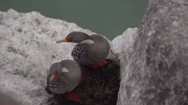 Phalacrocorax Gaimardi Arjantin Patagonya Nın Atlantik Kıyısındaki Puerto Deseado Kayalıklarında — Stok video
