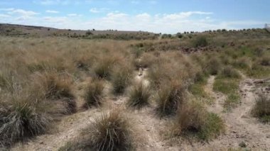 Spheniscus Macellanicus, Macellan Penguenleri Patagonya Cabo dos Bahias 'ta. Arjantin sahilde yürüyor.