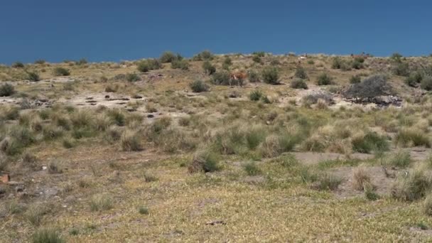 Lama Guanicoe Camelídeo Nativo América Sul Intimamente Relacionado Com Lhama — Vídeo de Stock